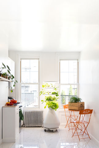 indoor herb garden in white, modern kitchen 