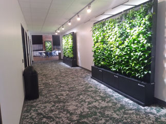 (Office Hallway with Multiple NAAVA Green Walls):
A long office hallway with patterned carpet and ceiling track lighting, featuring two large freestanding Naava green walls filled with vibrant foliage. A third wall is visible in the distant seating area.