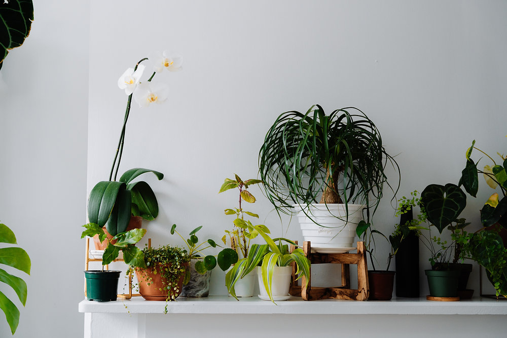 Hot Take: Stop Rotating Your Plants
