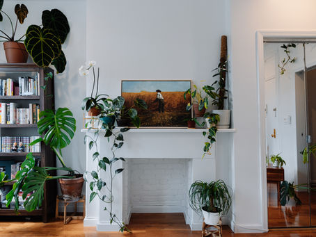 How Plant Installation Services Can Help Beautify Your Space