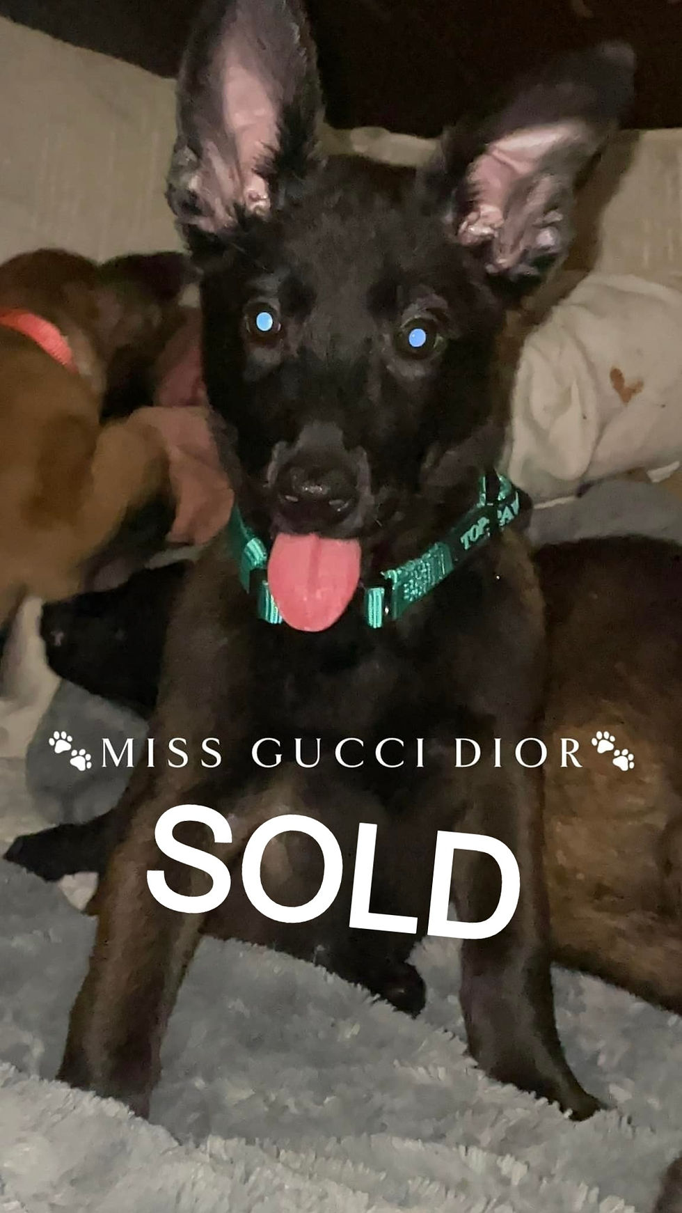 MISS GUCCI DIOR
