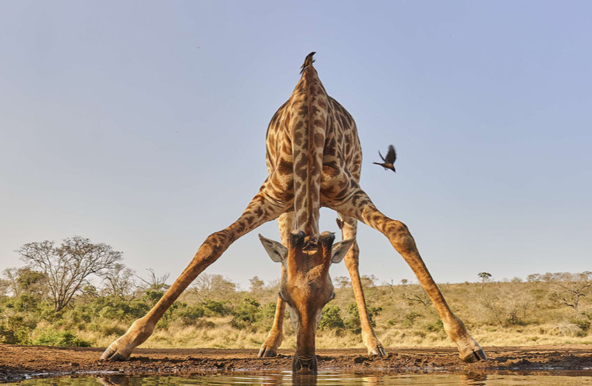 giraffe_edited.jpg