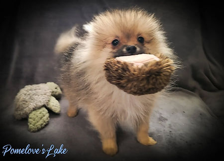 moms pup Lake.jpg
