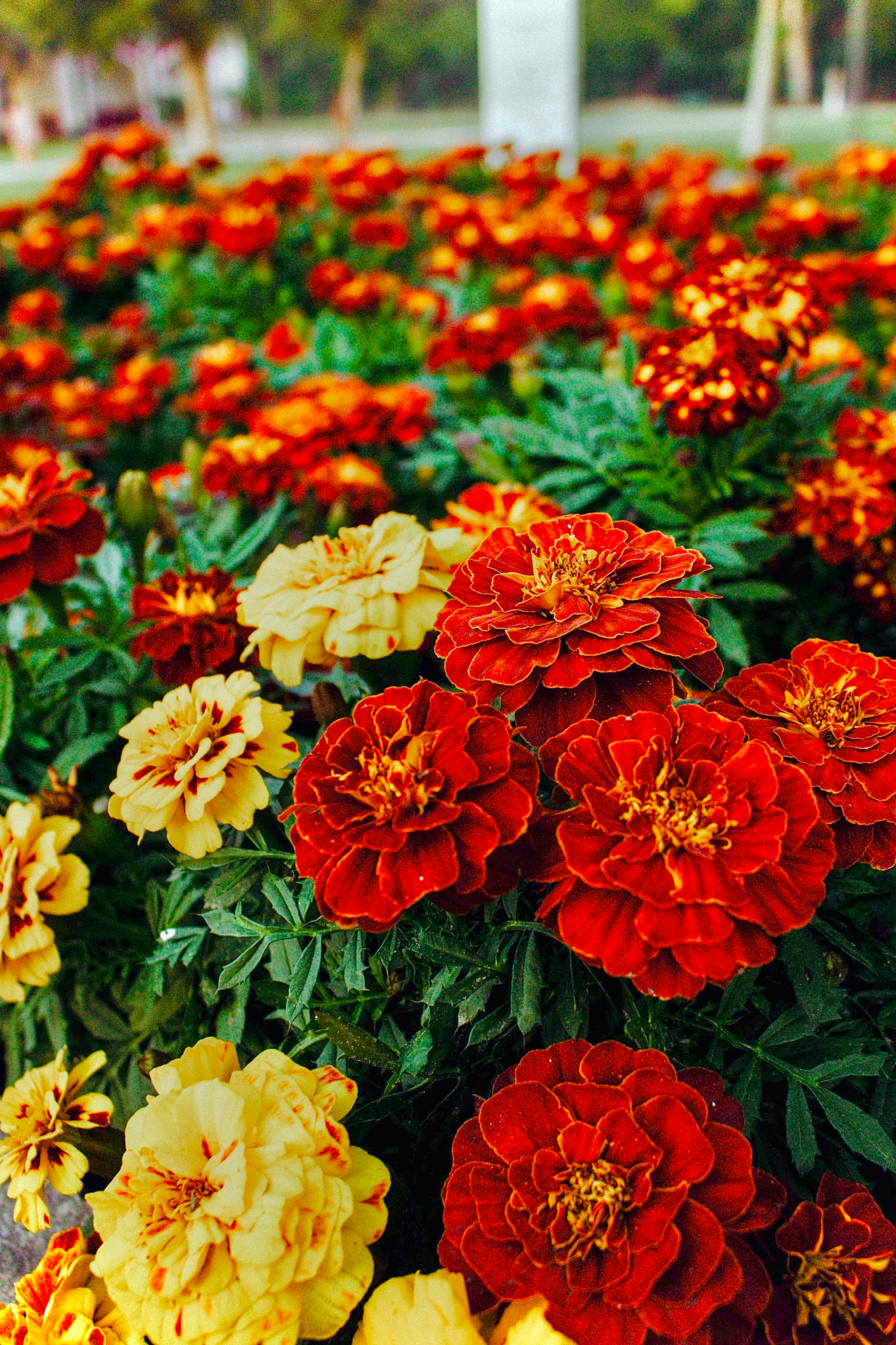 French Marigold Seeds (Tagetes Patula) (2021 Season)