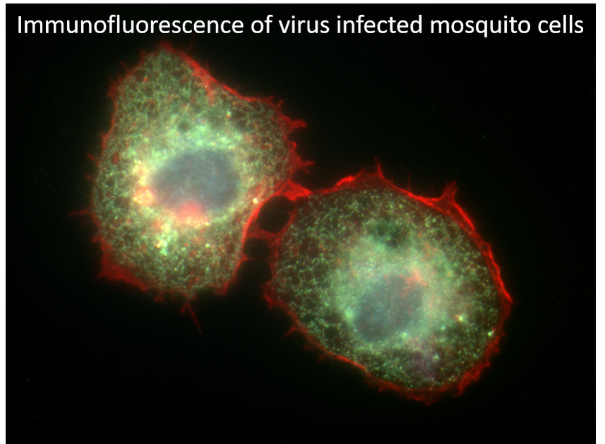mosquito cells.png