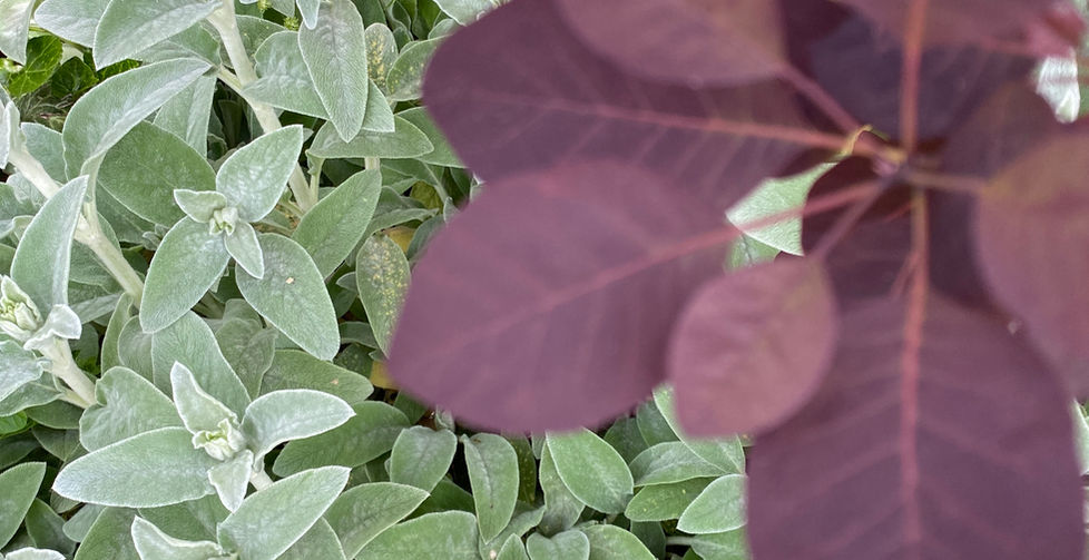 grauer, filziger Stachys kombiniert mit Cotinus coggygria ´Royal Purple´ 