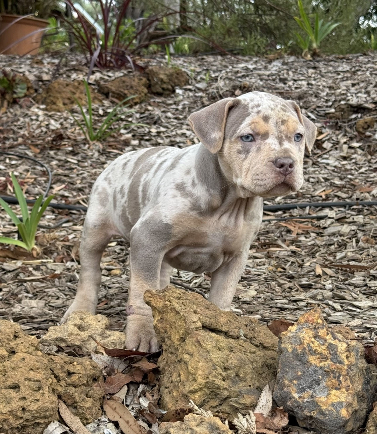 PUPPY - BREEDING / FULL PAPERS PRICE