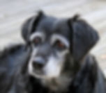 oldlabface.jpeg