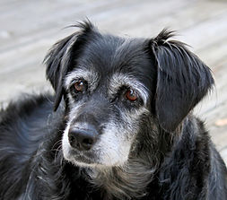 oldlabface.jpeg