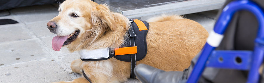 Golden Retriever Service Dog.jpeg