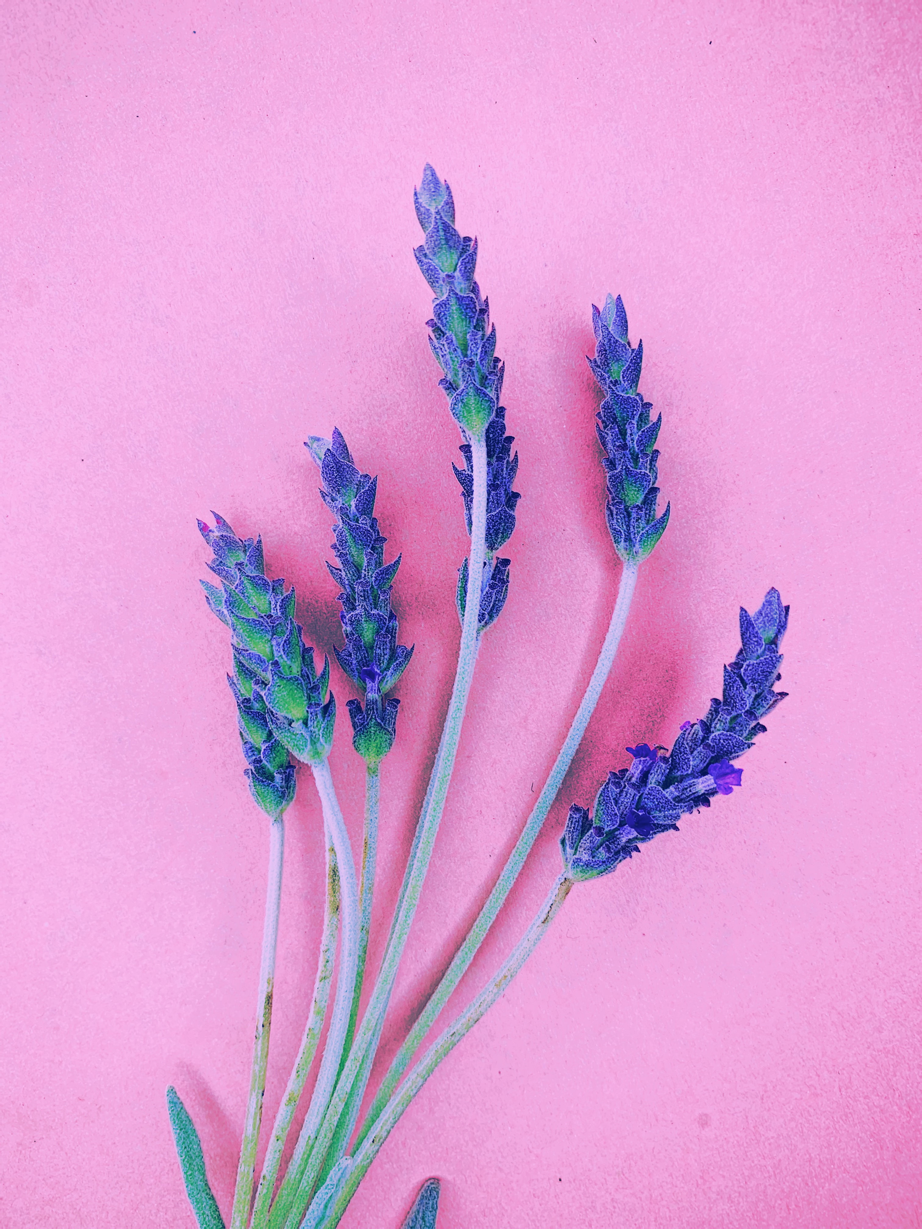 Lavender Recover Butter