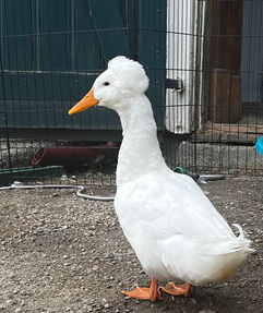 Apple Orchard Goose