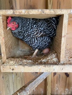 Apple Orchard Chicken