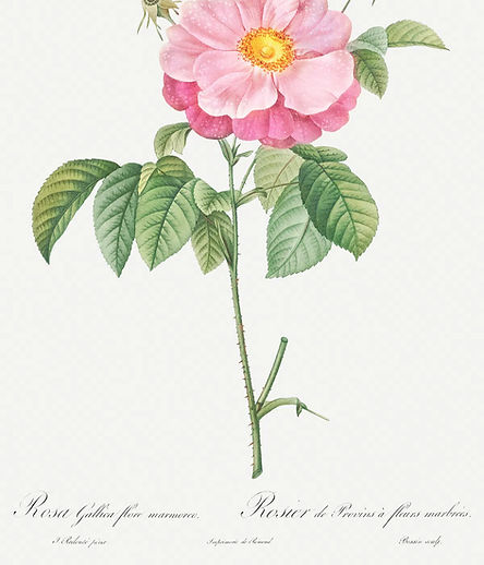 rosa gallica_edited.jpg