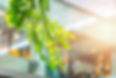 eco building or green office plant tree and garden in city concept..jpg