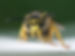 52898_2238_Guepe_germanique_Vespula_germanica.jpg