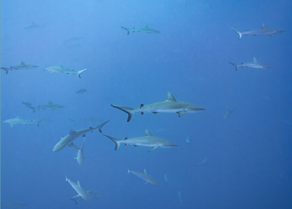 Sharks in the Blue