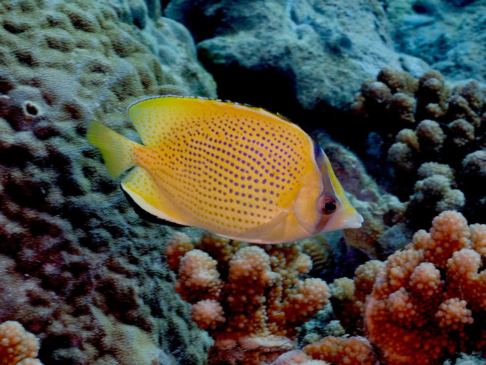 CITRON or LEMON BUTTERFLYFISH (Rarotonga)