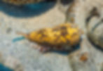 Cone Snail