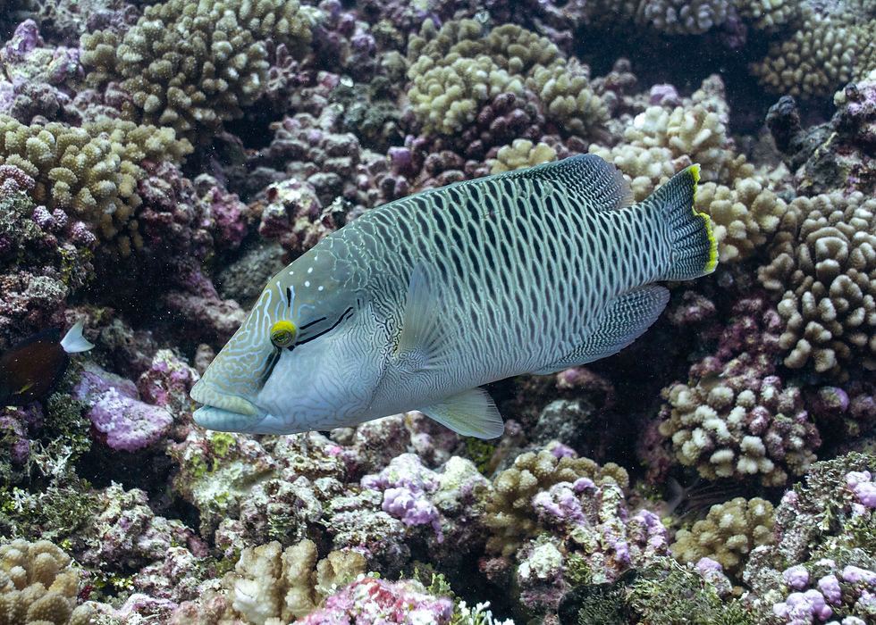 Female Napoleon Wrasse