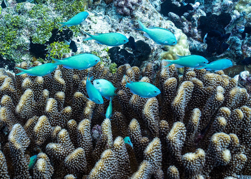 Chromis viridis (green chromis)