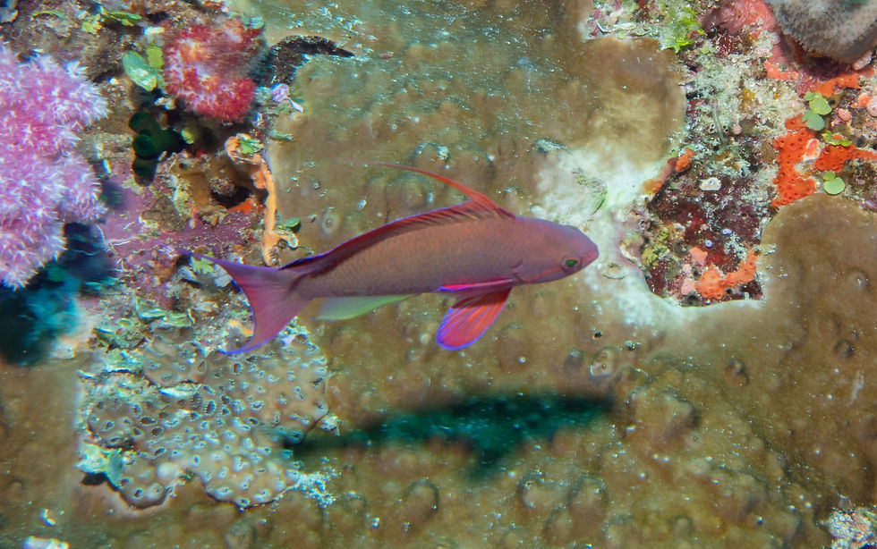 Scalefin Anthia (Male)