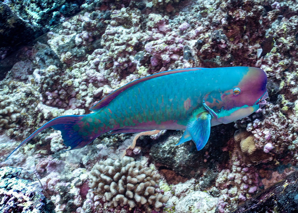 Steephead Parrotfish