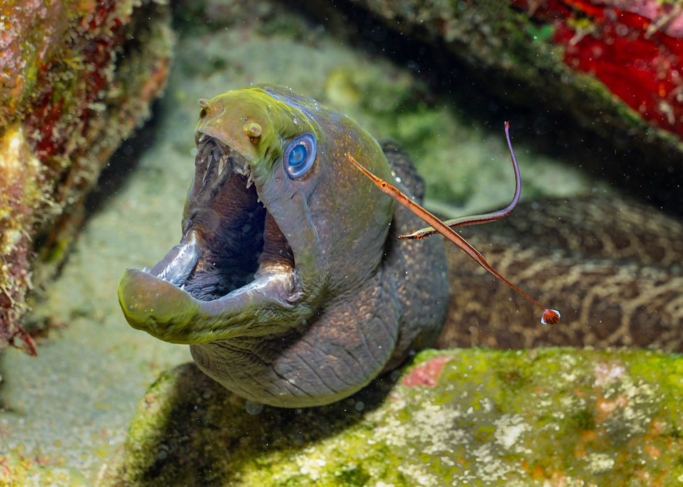 Eel & Pipes
