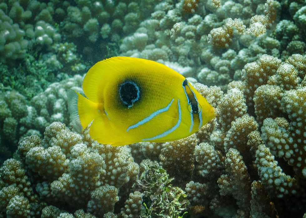 Eclipse Butterrflyfish