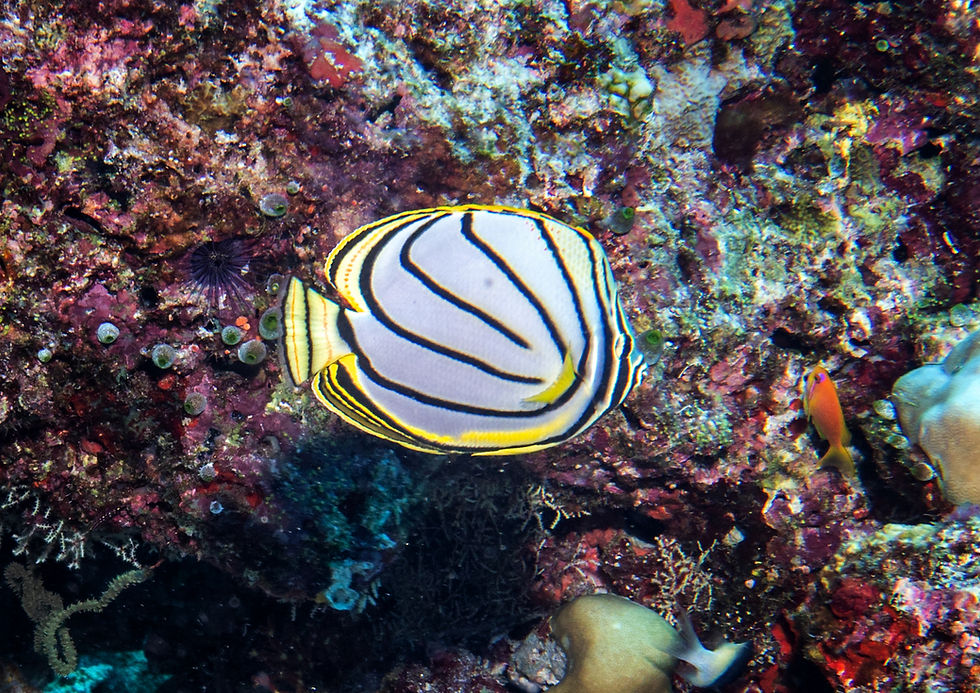 Meyers Butterflyfish