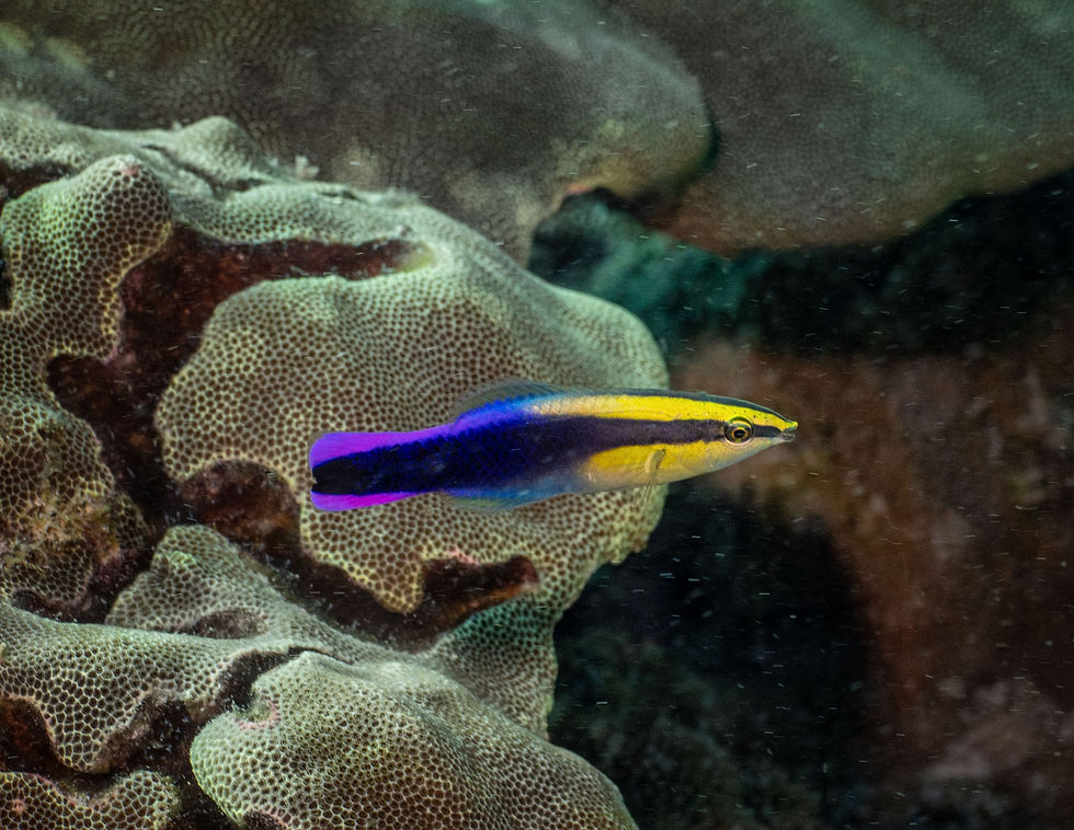 Hawaiian Cleaner Wrasse