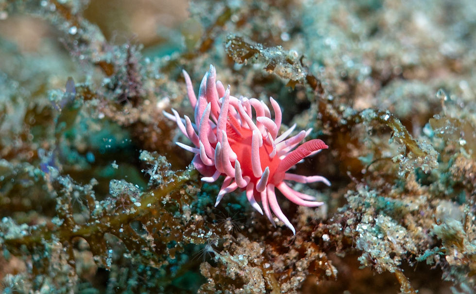 Hopkin's Rose nudibranch _
