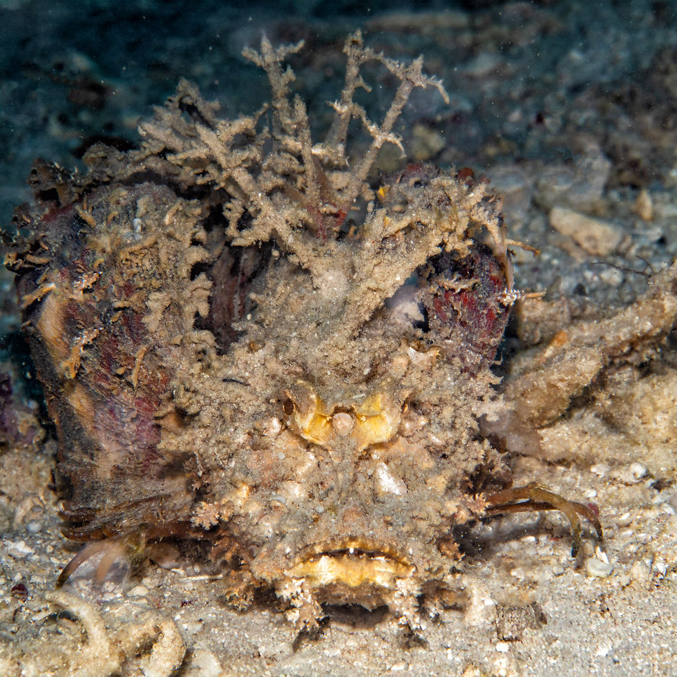 Ambon Scorpionfish