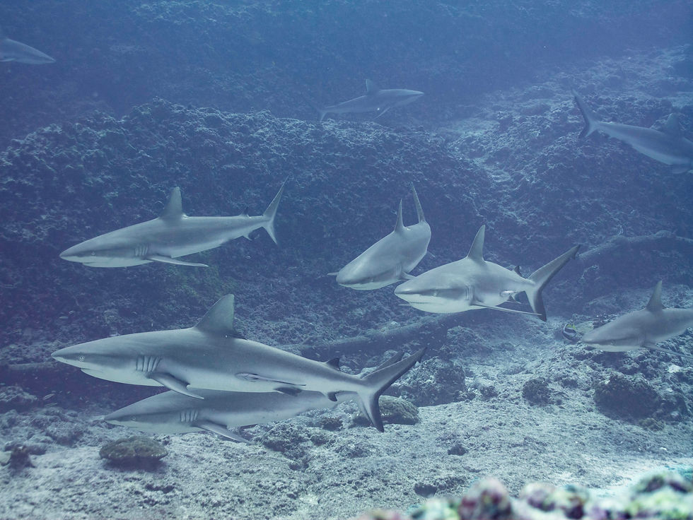 Wall of Sharks
