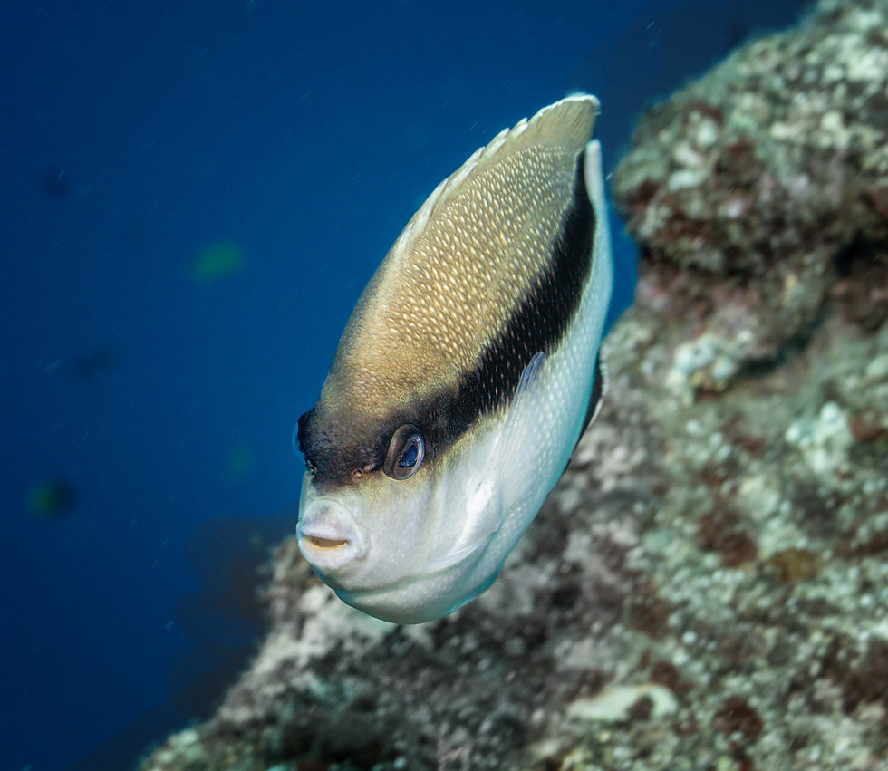 Bandit Butteflyfish _