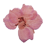 Publication Instagram Citation Femme Forte Moderne Rose et Beige (1).png