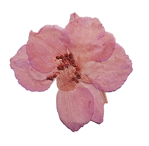 Publication Instagram Citation Femme Forte Moderne Rose et Beige (1).png