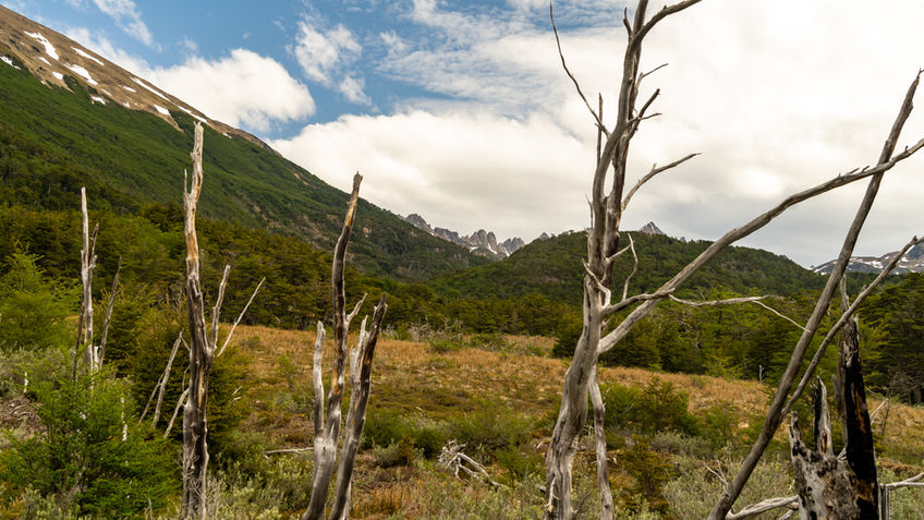 Abgestorbene Baumstämme in einem Bergtal auf Isla Navarino
