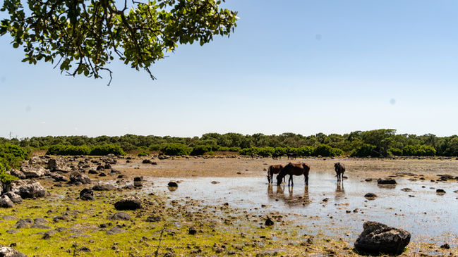 Giara-Pferde an einer Wasserstelle auf Sardinien