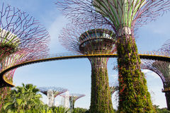 Supertrees und OCBC Skyway in den Gardens by the Bay, Singapur