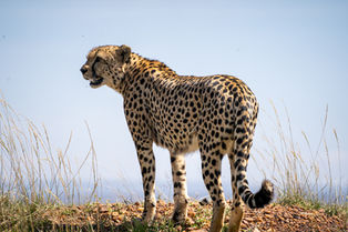 Masai Mara Cheetah
