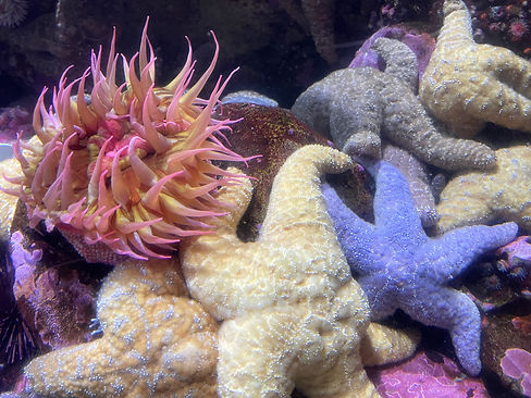 aquarium two.jpg