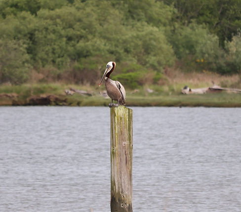 Petey the pelican.JPG