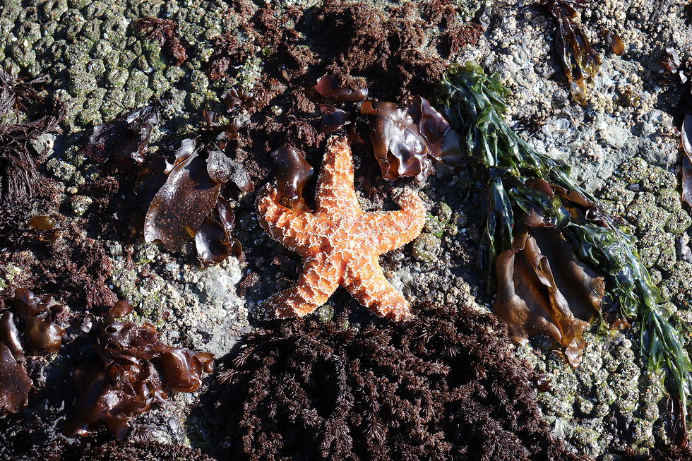 lone star fish.jpg