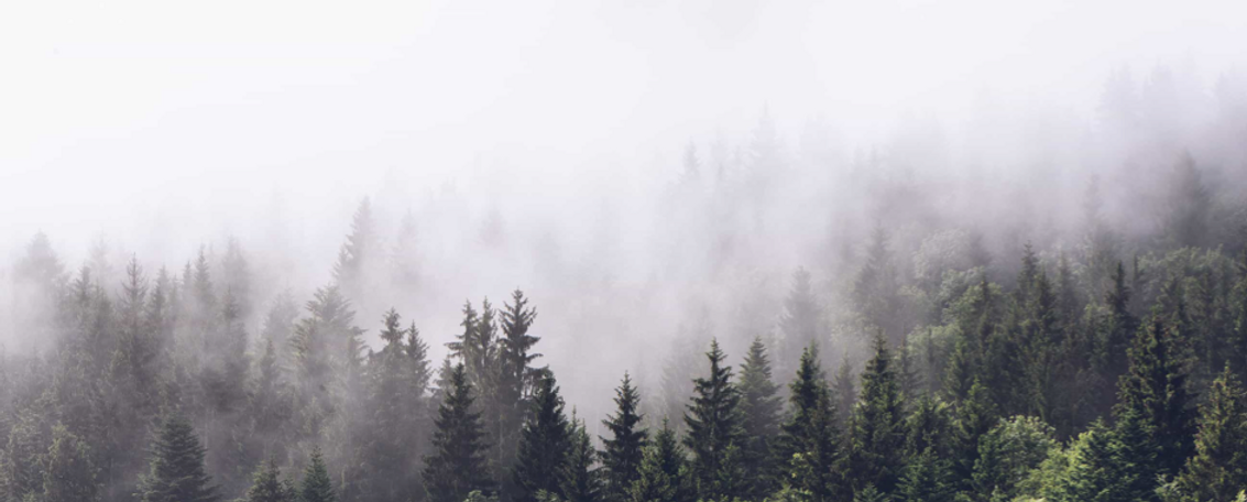 skog_tapet.png