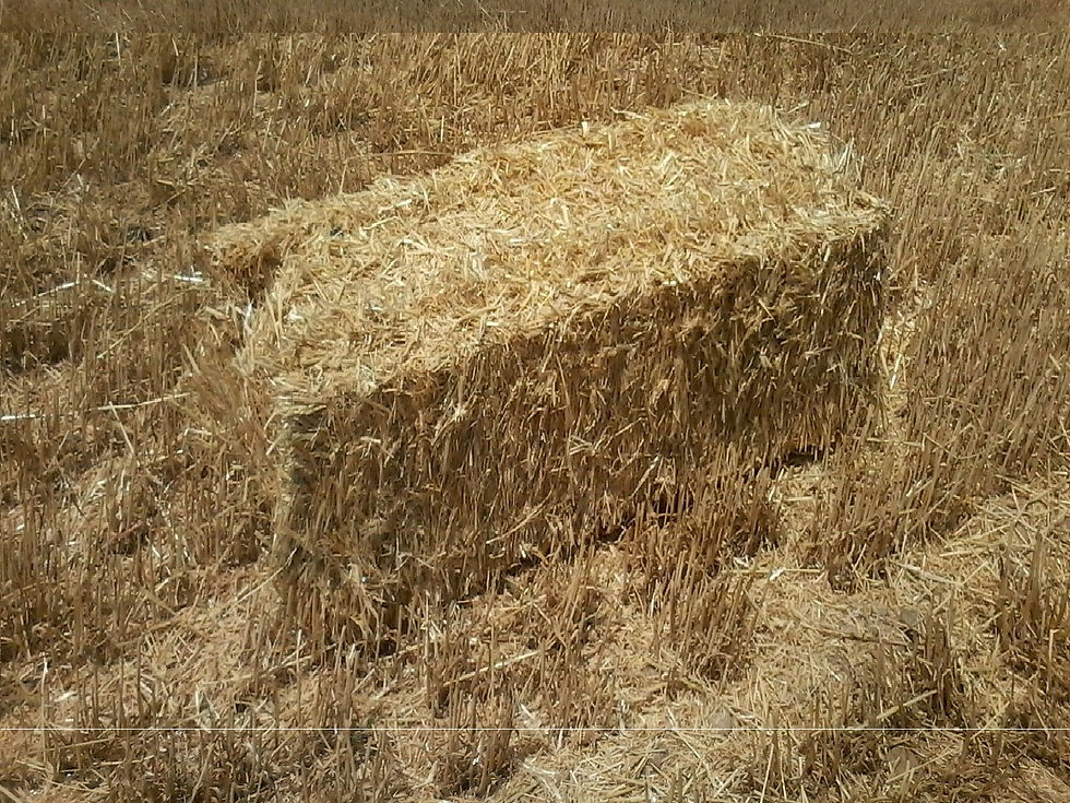 Paille de blé