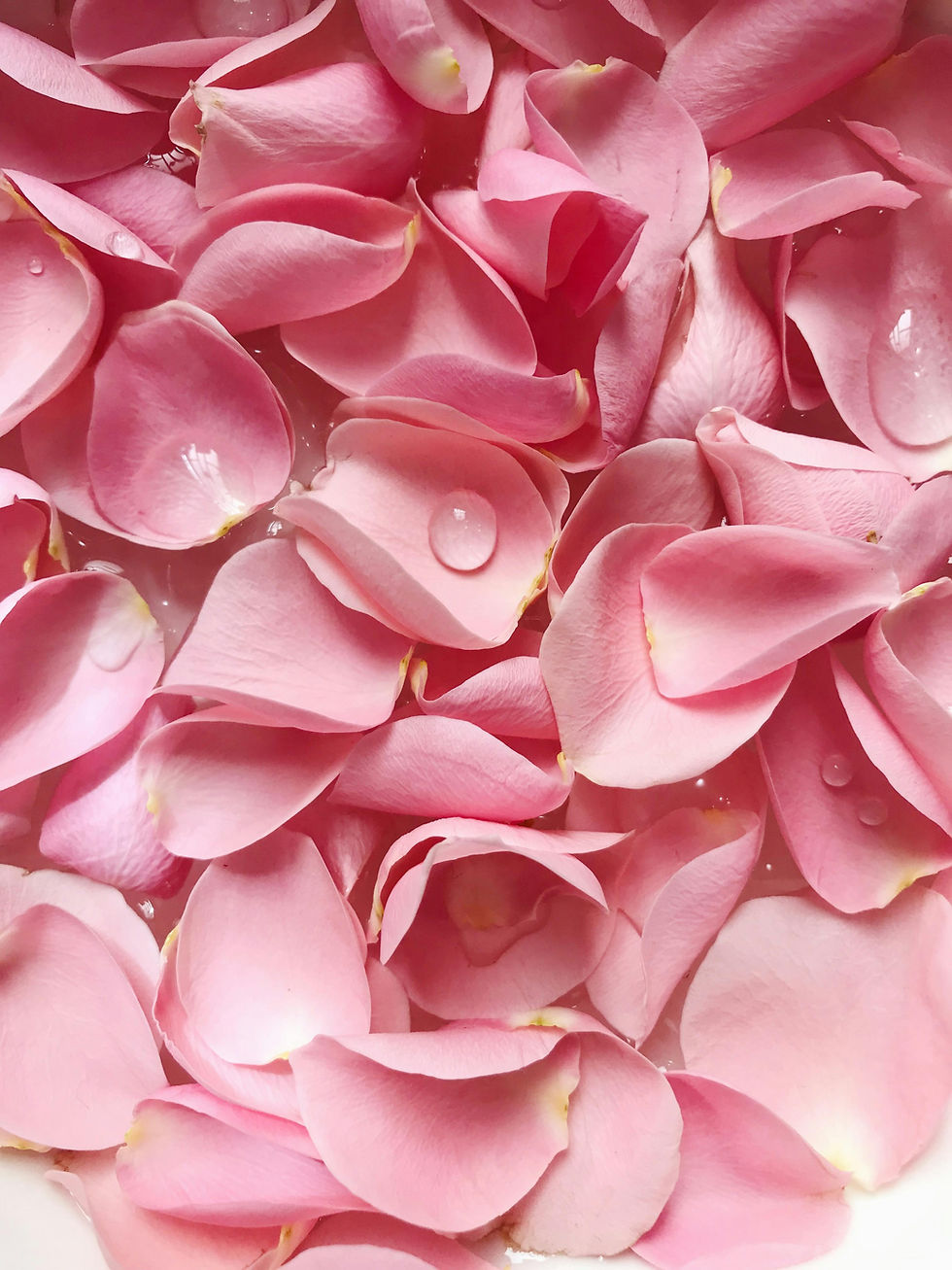 Pink rose petals with water droplets, refreshing background, naturally oily.