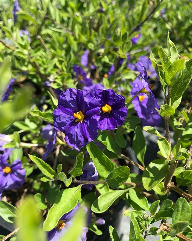 Fullscreen Page soquelnurserygrowers