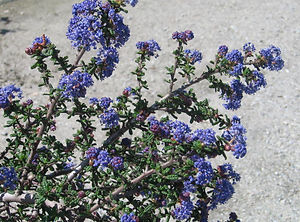 ceanothus dark star.JPG