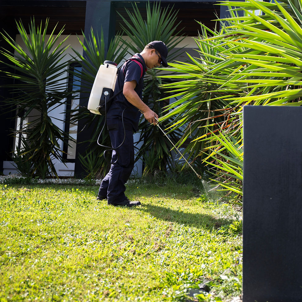 The Dangers of DIY Pest Control: Why Professional Service Matters